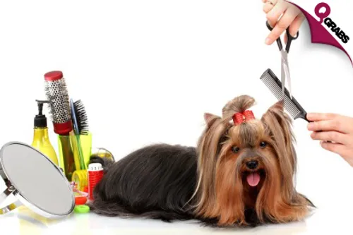 For QR87 Give Your Furry Friend a Trim with an Online Dog Grooming Course! (QR1846 Value)